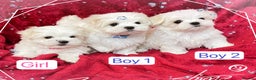 Maltese dogs for stud: STUNNING 💎DIAMOND💎 OPEN AT STUD HEALTH TESTED in Grays - Advert 28