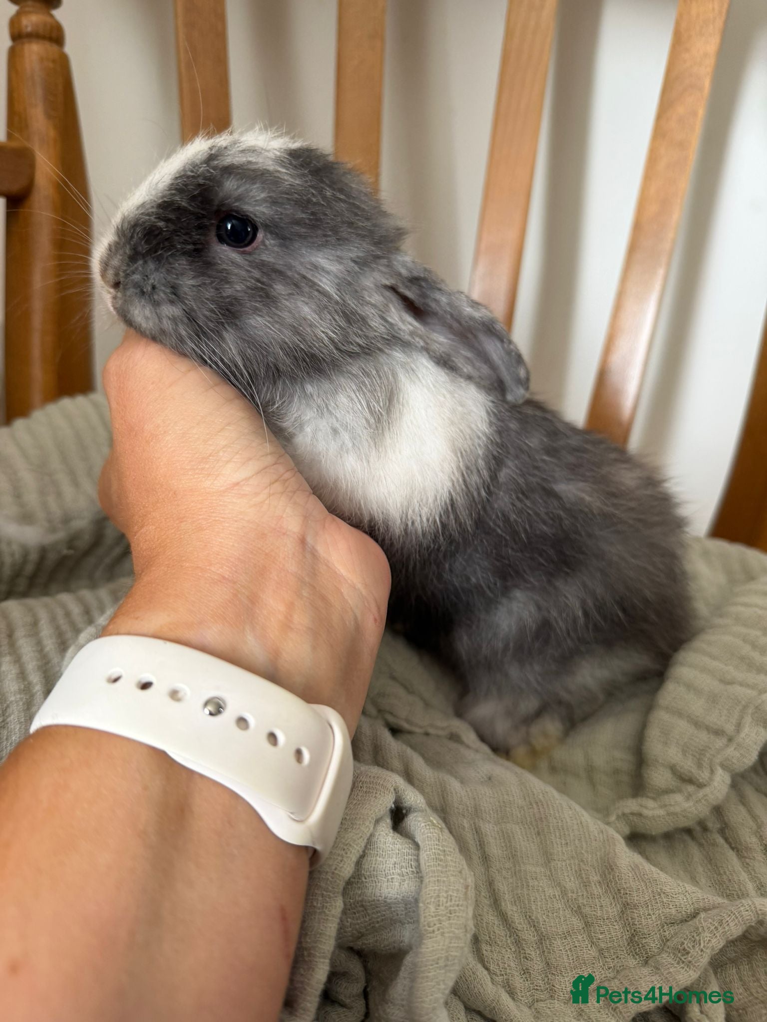 Angora rabbits Angora mix Bucks avail to reserve  - Advert 2