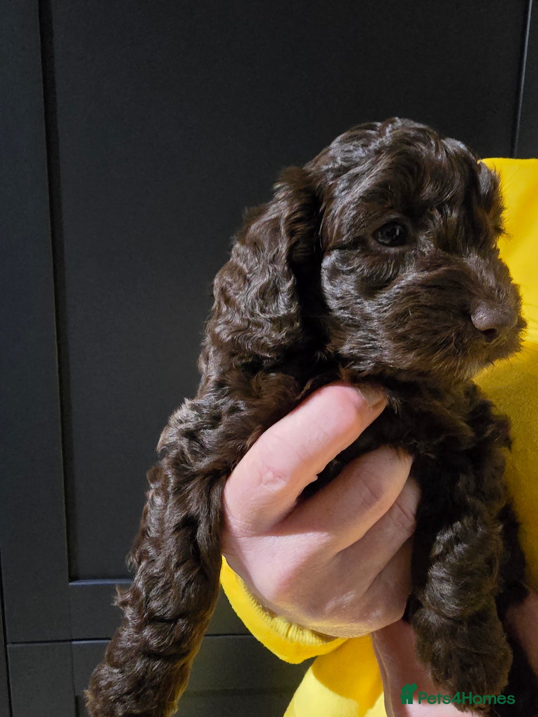 Cockapoo dogs for sale: F1 cockapoo puppies - extensive health tests - Advert 8