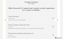 Pomeranian dogs for sale: Tiny beautiful pom girls  - Image 13