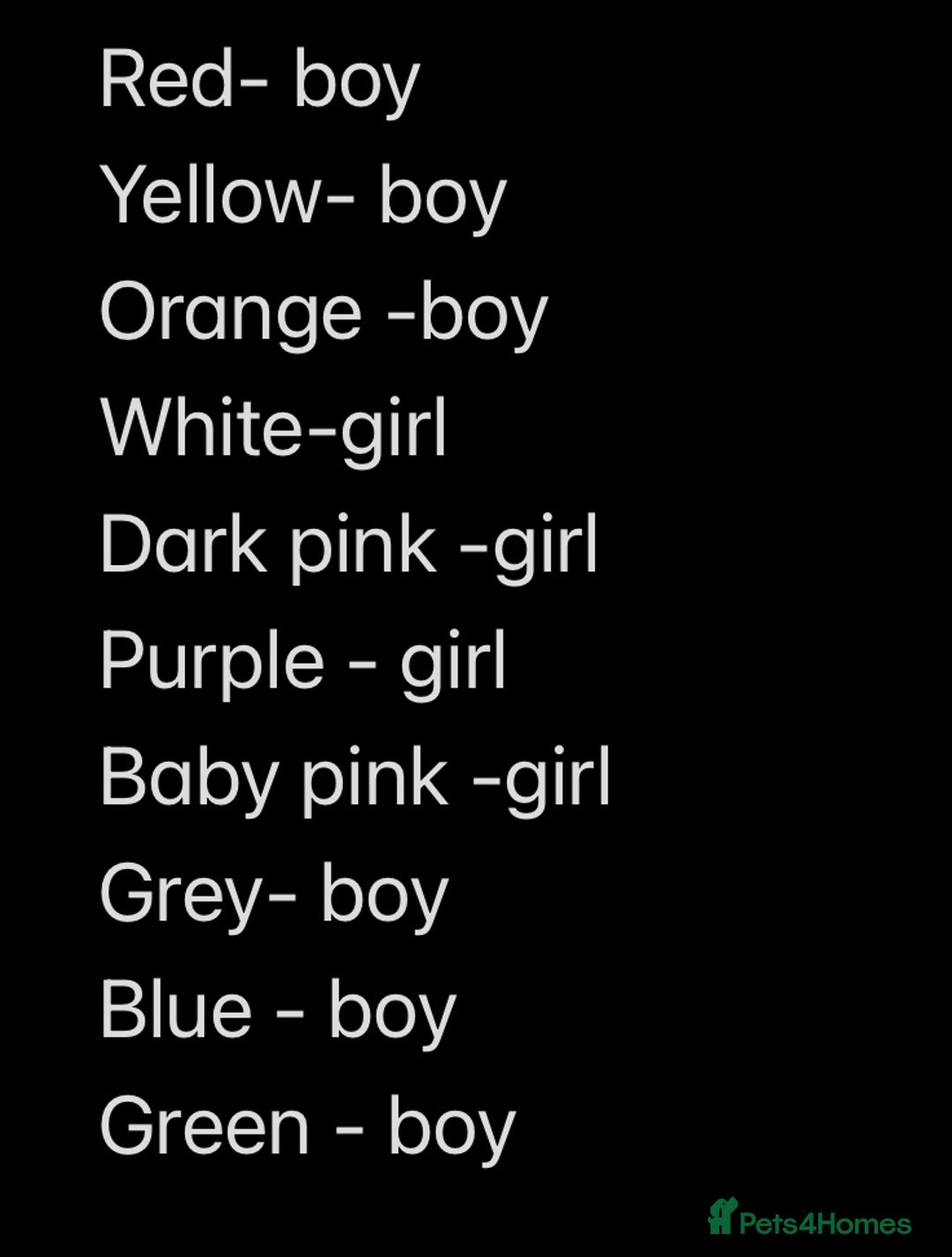 Labrador Retriever dogs for sale: 2 Labrador Retrievers girls left  - Advert 12