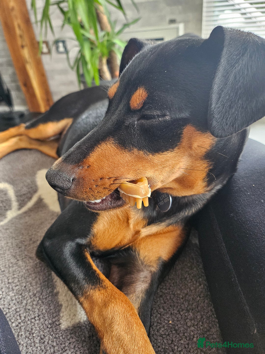 Miniature Pinscher dogs for sale: Miniture pincher male  - Advert 5