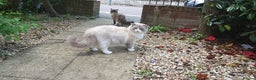 Ragdoll cats for stud: Charles - TICA and Gccf registered active boy  in Bournemouth - Advert 15