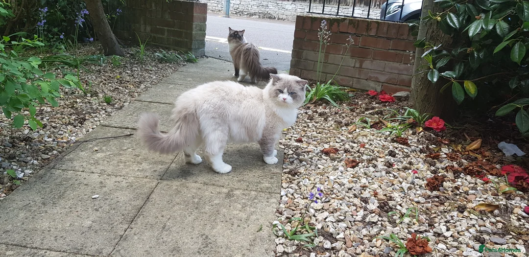 Ragdoll cats for stud: Charles - TICA and Gccf registered active boy  in Bournemouth - Advert 15