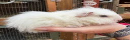 Guinea Pig rodents for sale: Baby guinea pigs  - Advert 10