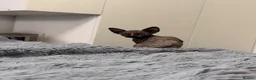 Sphynx cats for sale: Three 😍Sphynx Kittens  in Corby - Advert 7