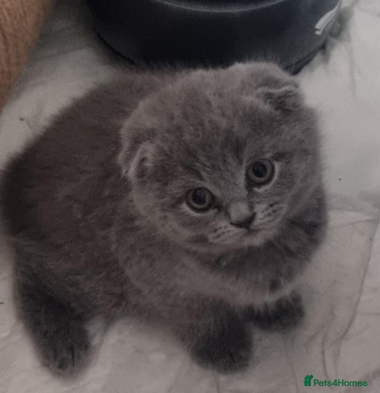 Scottish Fold cats  😸 Last Beautiful Female kittens 😸  - Advert 2
