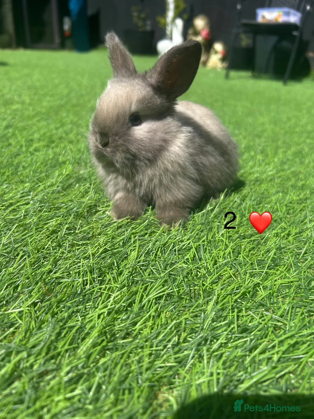 Mini Lop rabbits for sale: 7 pure mini lop babys  - Advert 2