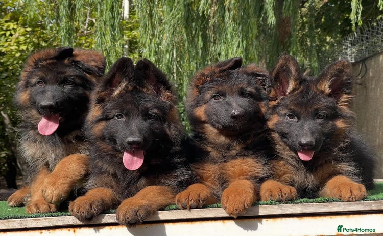 German Shepherd dogs - Advert 7
