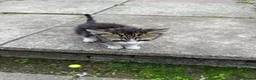 Domestic Shorthair cats for sale: litle kitten in Leicester - Advert 7