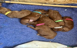 Cockapoo dogs for sale: Gorgeous F1b fox red cockapoo puppies  - Image 15