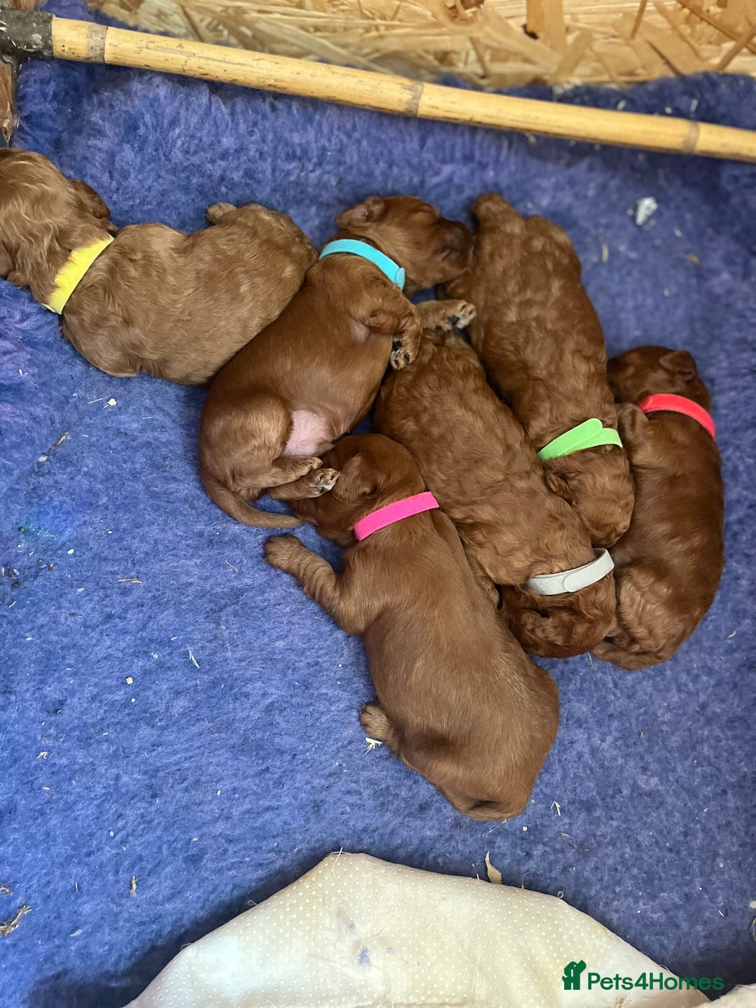 Cockapoo dogs for sale: Gorgeous F1b fox red cockapoo puppies  - Image 15