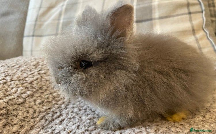 Lionhead rabbits - Advert 2