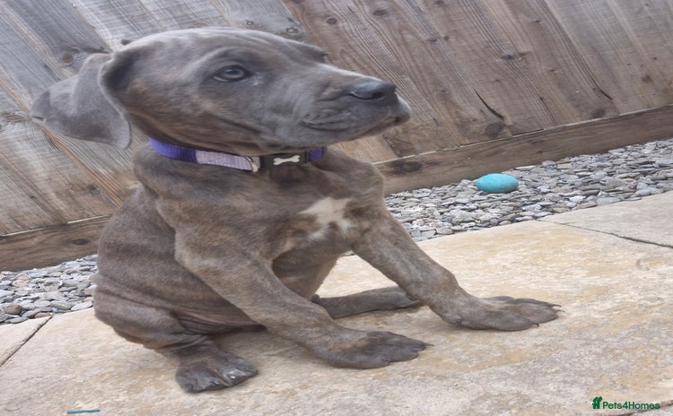Cane Corso dogs - Advert 1