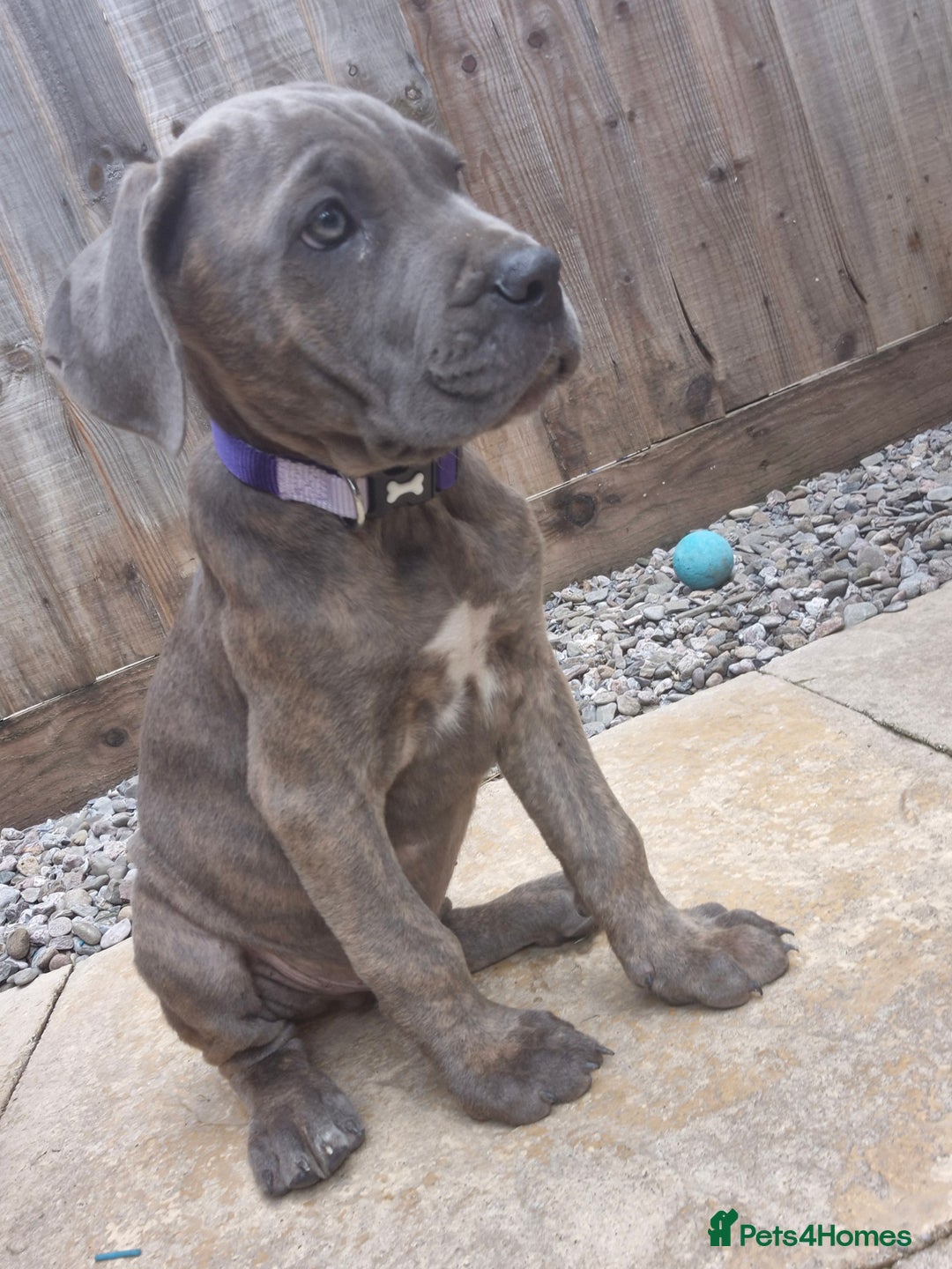 Cane Corso dogs for sale: Cane Corso puppy - Image 1