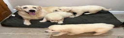 Golden Retriever dogs for sale: Lovely, confident playful puppies - Advert 4