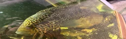 Cichlids fish for sale: Mixture of fish - Advert 3
