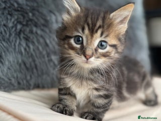 Munchkin cats - Advert 24