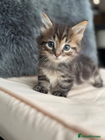 Munchkin cats - Advert 2