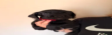 Ted