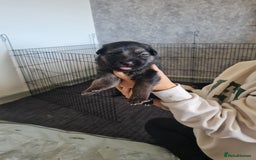 German Shepherd dogs for sale: German shepherd puppies  - Image 10