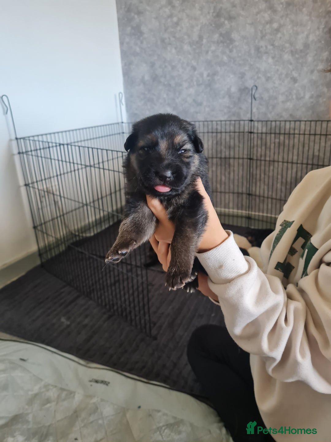 German Shepherd dogs for sale: German shepherd puppies  - Image 10
