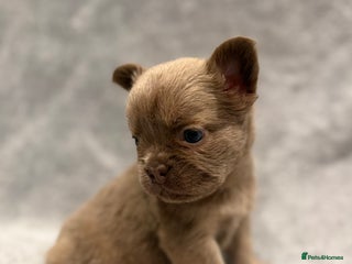 French Bulldog dogs 🐶 Beautiful Litter Of French Bulldogs 🐶 - Advert 5