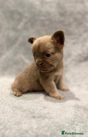 French Bulldog dogs 🐶 Beautiful Litter Of French Bulldogs 🐶 - Advert 13