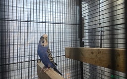 Budgerigars birds for sale: Budgies  - Image 31
