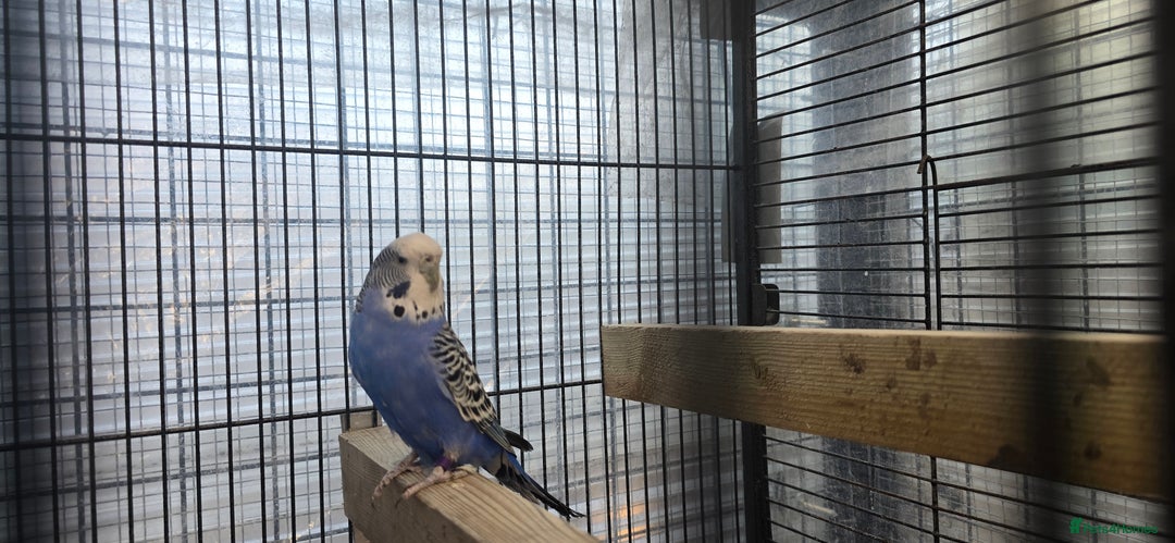 Budgerigars birds for sale: Budgies  - Image 31