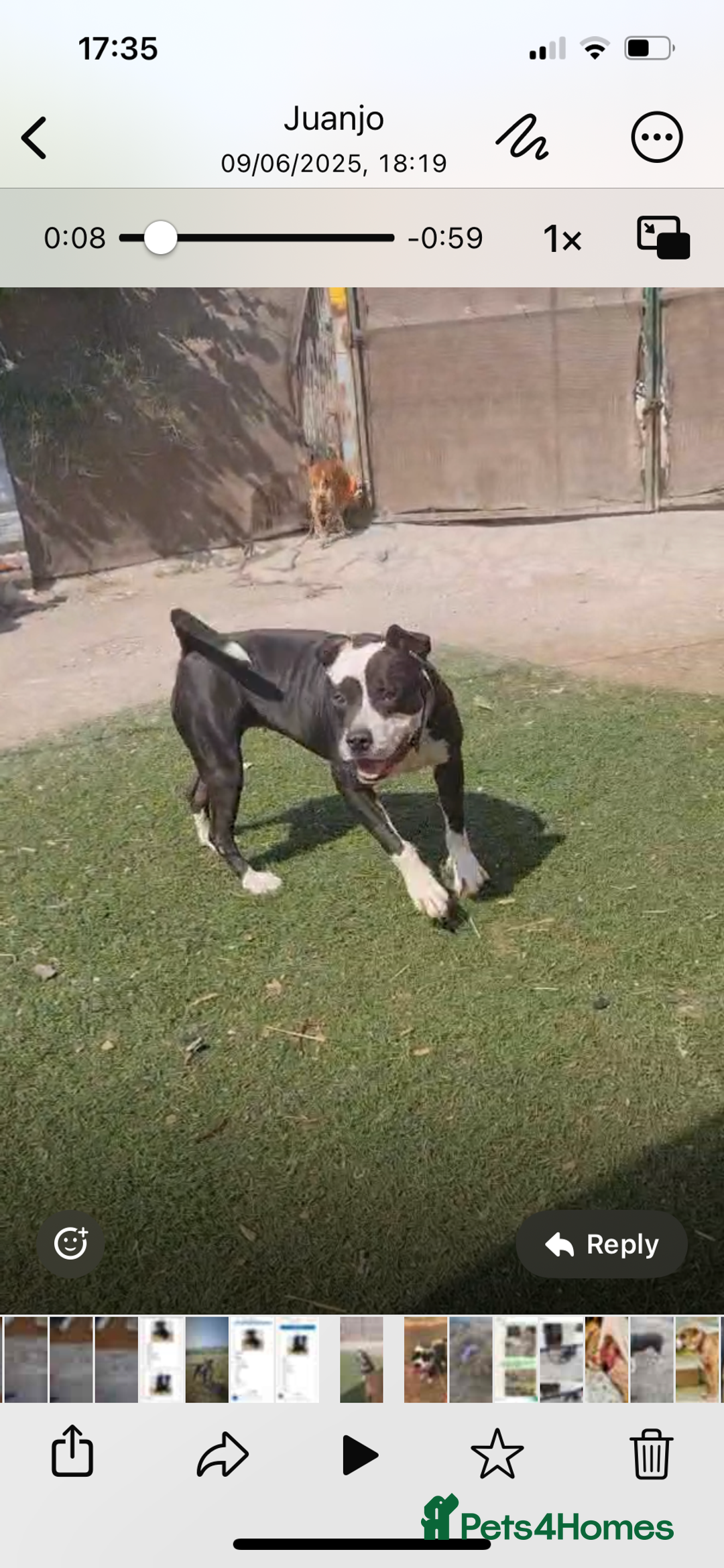 Mixed Breed dogs for adoption: ❤️ HERA the dog with a beautiful heart ❤️ - Image 21