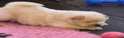 Chow Chow dogs for sale: Kc reg chow chow pups  - Advert 9