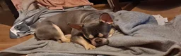 French Bulldog dogs for sale: French bulldog (blue trio) in Wisbech - Advert 4
