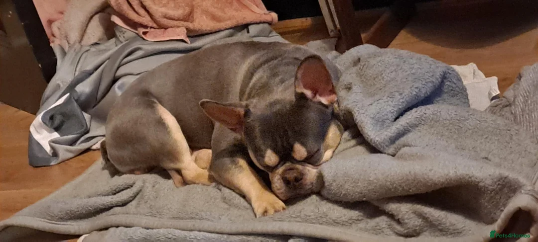 French Bulldog dogs for sale: French bulldog (blue trio) in Wisbech - Advert 4