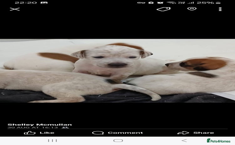 Mixed Breed dogs - Advert 13