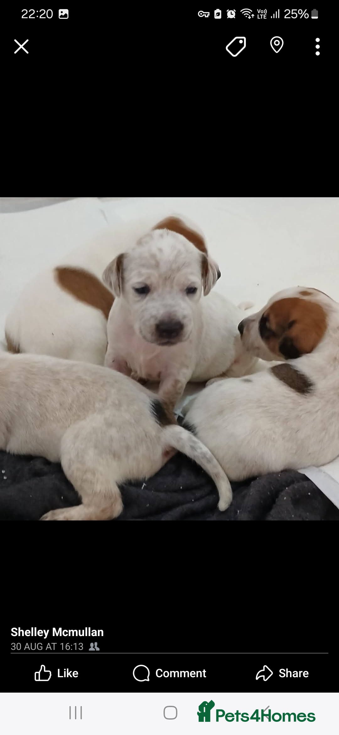 Mixed Breed dogs for sale: Beautiful puppies  - Image 1