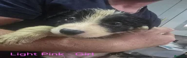 LIGHT PINK - Tri Colour Girl