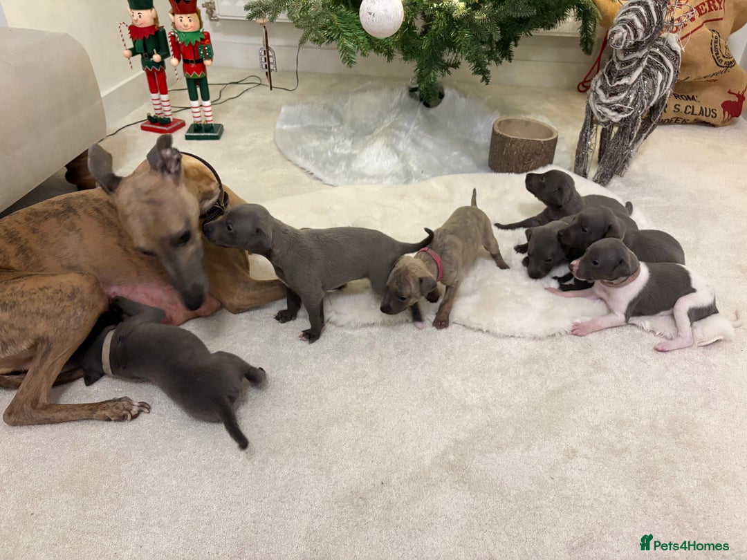 Whippet dogs for sale: beautiful KC whippets  - Advert 3