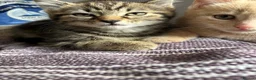 Mixed Breed cats for sale: 2 beautiful sisters  - Advert 18