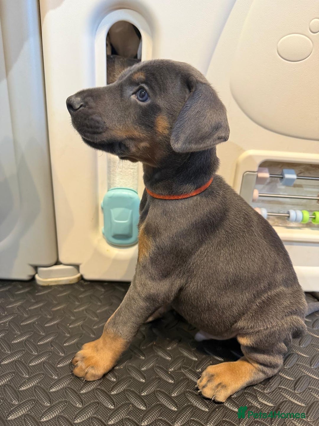 Dobermann dogs for sale: Litter of 9 beautiful Doberman puppies - Advert 21