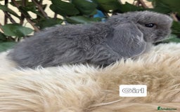 Mini Lop rabbits for sale: Pure bred Mini Lop Bunnies - Image 11