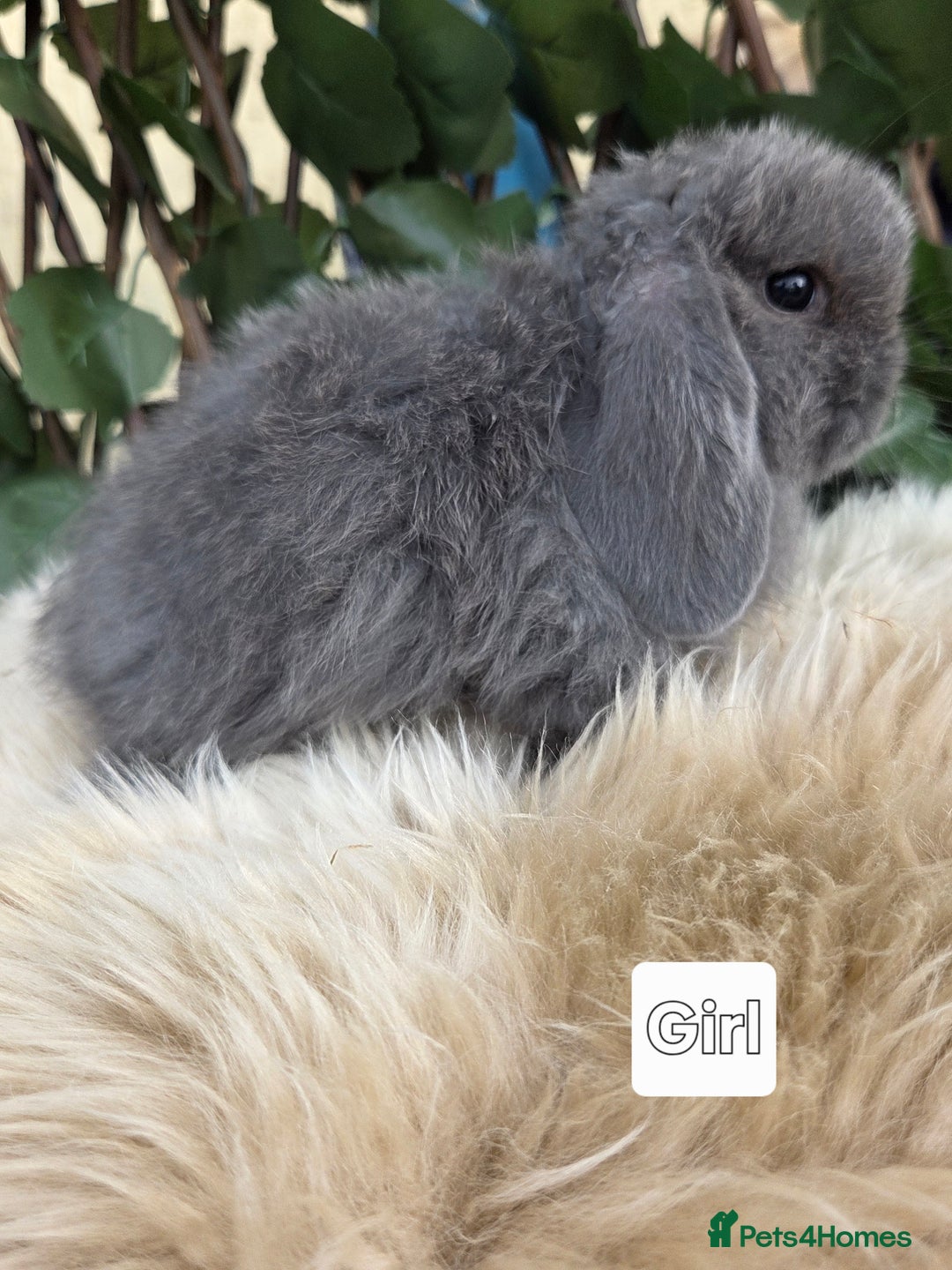 Mini Lop rabbits for sale: Pure bred Mini Lop Bunnies - Image 11
