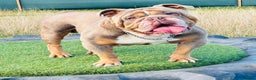 English Bulldog dogs for stud: BURT LILAC TRI STUD KC REGISTERED HEALTH TESTED in Wisbech - Advert 16