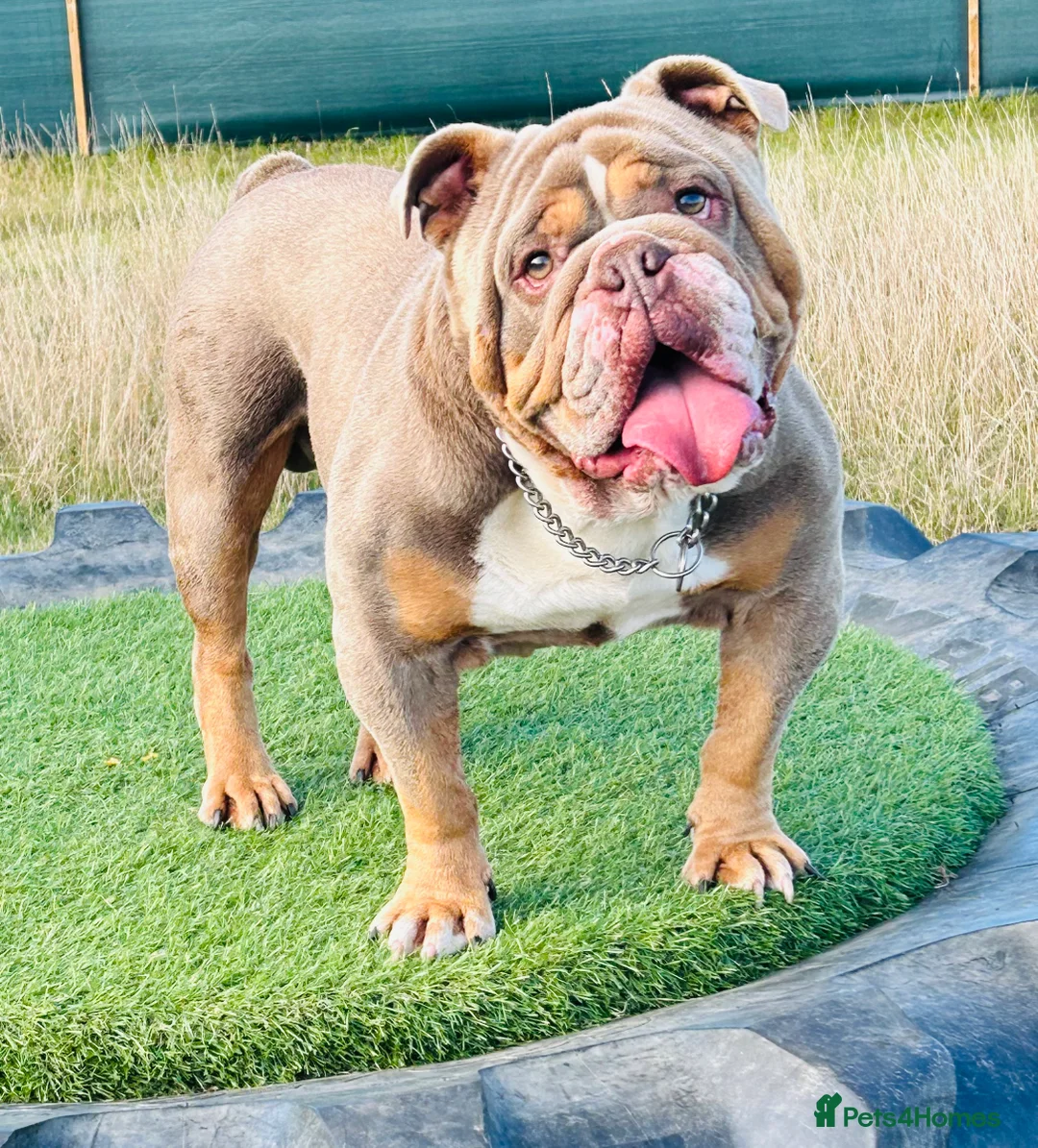 English Bulldog dogs for stud: BURT LILAC TRI STUD KC REGISTERED HEALTH TESTED in Wisbech - Advert 16