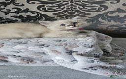 Ragdoll cats for sale: Lilac and blue tica ans Gccf registered ragdolls. - Image 31