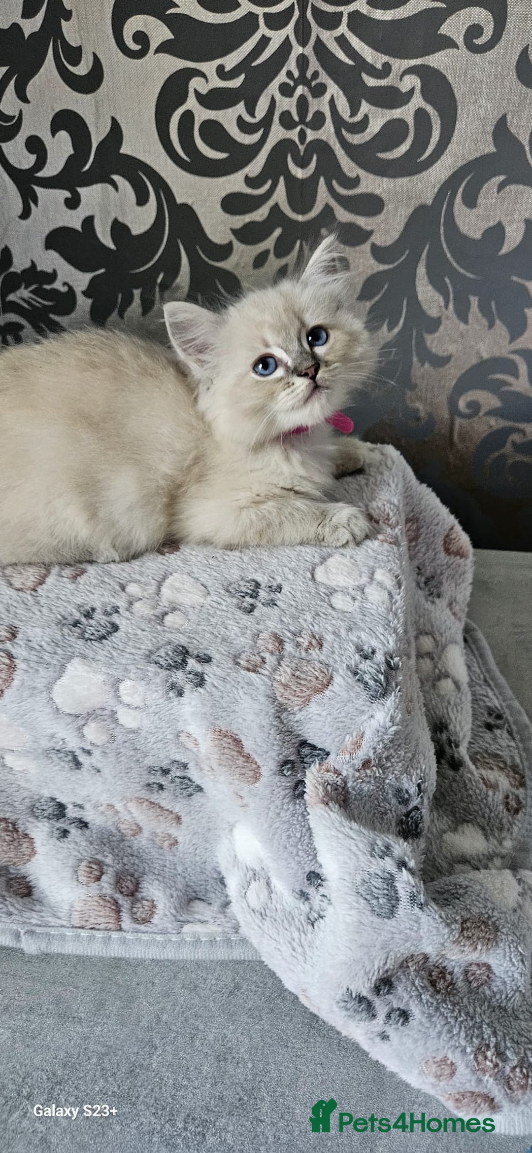 Ragdoll cats for sale: Lilac and blue tica ans Gccf registered ragdolls. - Image 31