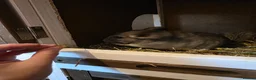 Chinchilla rodents for sale: Cutest baby chinchillas!  - Advert 7