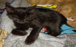 Mixed Breed cats for sale: Beautiful smiley kittens  - Image 14