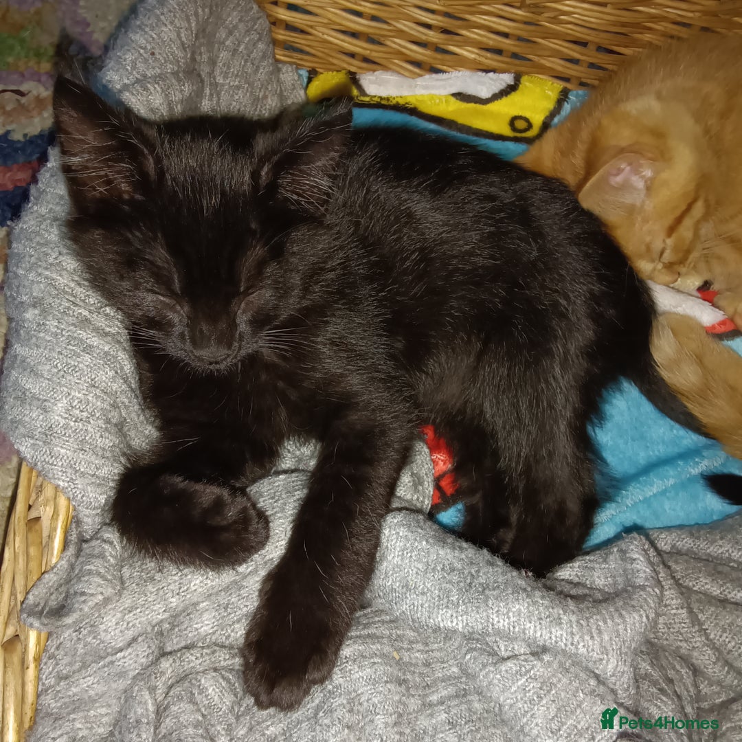 Mixed Breed cats for sale: Beautiful smiley kittens  - Image 14