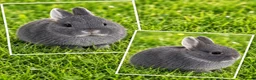 Netherland Dwarf rabbits for sale: 10wk old blue otter netherland does SHOW STOCK   - Advert 2
